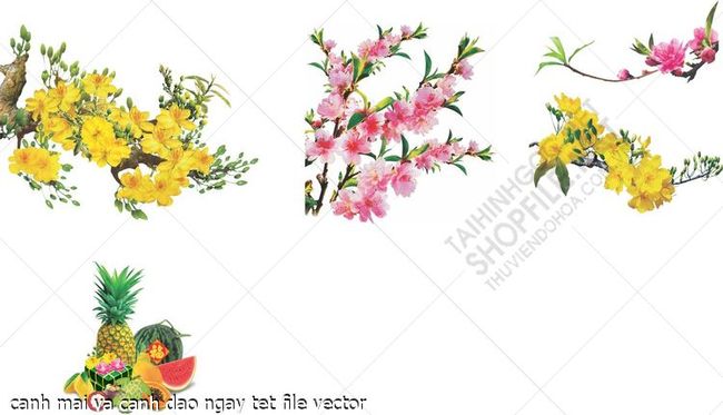 canh mai va canh dao ngay tet file vector